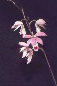 Orchids of Mexico