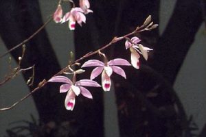 Orchids of Mexico