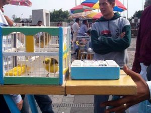 For 5 pesos this bird will decide your fate by picking a message from the tray in front of the cage.