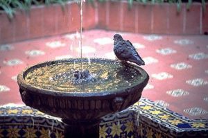 A pigeon sits forlorn and bedraggled on a small courtyard fountain. Photography by Bill Begalke © 2001