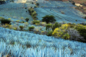 The valleys of El Tecuane and Santa Rosa in Jalisco are filled with fields of blue agaves (Tequilana weber azul), which appear as lakes from a distance. This portion of the Mexican countryside was declared a UNESCO World Heritage Site in 2006. © John Pint, 2010