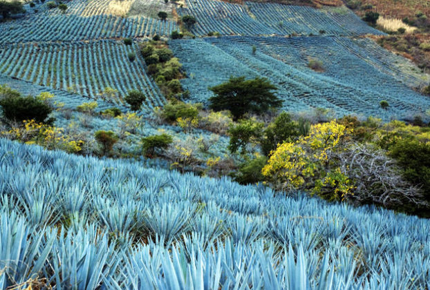 The valleys of El Tecuane and Santa Rosa in Jalisco are filled with fields of blue agaves (Tequilana weber azul), which appear as lakes from a distance. This portion of the Mexican countryside was declared a UNESCO World Heritage Site in 2006. © John Pint, 2010