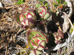 Colorful plants in the Mexican sierra © Alvin Starkman, 2011