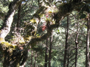 Bromeliads thrive in the Sierra Norte of Oaxaca, Mexico © Alvin Starkman, 2011