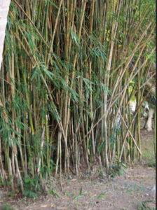 There are about 1,000 species of bamboo, including green, black, and yellow forms. Some, especially the golden bamboo, can be invasive in landscape uses. The plant thrives in Mexico. © Linda Abbott Trapp 2008
