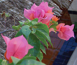 This lovely bougainvillea variety shades from peach to magenta. It contrasts with the terracotta tile in a Mexican patio. © Linda Abbott Trapp 2008