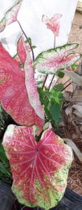 A popular garden plant in Mexico, caladium's arrow-shaped leaves show colorful patterns or blotches © Linda Abbott Trapp 2008