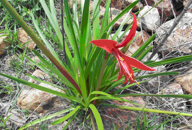 During the Durangan spring, red lilies, which bloom before most other plants get a start, are spectacular from great distances.