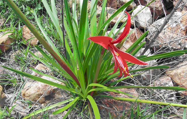 During the Durangan spring, red lilies, which bloom before most other plants get a start, are spectacular from great distances.