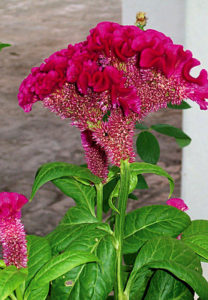 The celosia flower is a bright, rippled crest, as seen in this speciment in a Puerto Vallarta garden. © Linda Abbott Trapp 2008