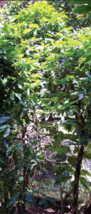 Coffee plants are intermingled with other plants for shelter from excessive sun in a Mexican coffee plantation. © Linda Abbott Trapp 2008