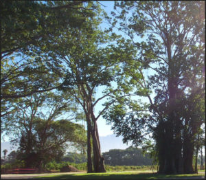 In Mexico, the weeping banyan tree reaches impressive heights. © Linda Abbott Trapp 2007