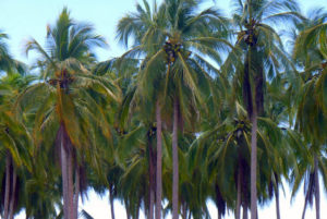 Coconut palms at Chacala, a lovely Mexico beach on the coast of Nayarit. © Christina Stobbs, 2009
