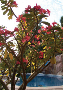 The desert rose can grow to 6 feet high in the wild, and brings color to the Mexican garden. © Linda Abbott Trapp, 2009
