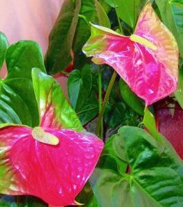 Anthurium is also known as the "little boy flower," "flamingo flower," "obake," "palette flower" and "spathe flower." It thrives in tropical Mexico. © Linda Abbott Trapp 2007