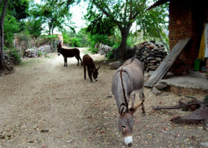 Burros on a side street in Oconahua. The Jalisco town retains a rural charm that is disappearing in Mexico. © John Pint, 2009
