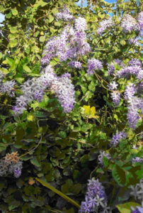 If you have trellises, or a wall to cover, you might want to add blue to your Mexican garden with climbing vines such as the petrea. © Linda Abbott Trapp 2007