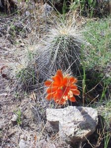 Cactus flower