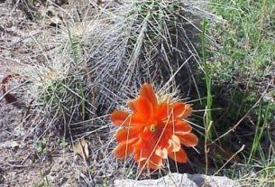 Cactus flower