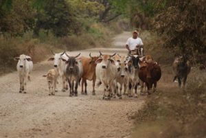 Cattle walk down the country road that leads to Alta Vista on Mexico's Nayarit Riviera © Christina Stobbs, 2012