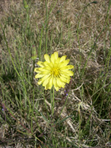 Chicory