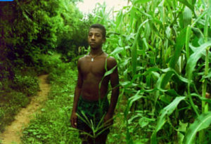 La Milpa (Corn Field) In the Costa Chica, corn is clearly the most important crop, and from a young age, boys are taught the ins and outs of planting, weeding, and harvesting. Most boys accompany their fathers in the Summer months, while the work falls on the fathers' shoulders during the school year. Most boys begin to dedicate themselves to farming on a full-time basis once they end their formal education, usually at about 15 years old.