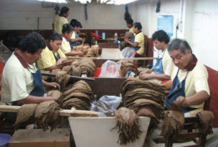 Workers at Mexico's Torrent factory where Te-Amo cigars are produced sort and prepare tobacco leaves. © William B. Kaliher, 2010