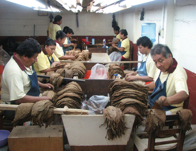 Workers at Mexico's Torrent factory where Te-Amo cigars are produced sort and prepare tobacco leaves. © William B. Kaliher, 2010