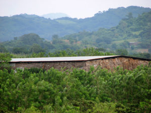 A tobacco drying shed blends beautifully into the lush green scenery of Veracruz, Mexico. © William B. Kaliher, 2010