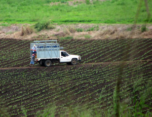 Tobacco fields in Veracruz, Mexico. © William B. Kaliher, 2010