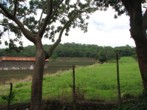 Tobacco fields surround a drying shed in Mexico near Catemaco, Veracruz. © William B. Kaliher, 2010