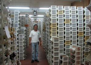 A humidor at the Turrent, Nueva Matacapan Tabacos factory in Mexico. The room, about 130 feet long by 20 to 25 feet wide, holds approximately three and one-half million cigars of every shape, color and size one could desire. © William B. Kaliher, 2010