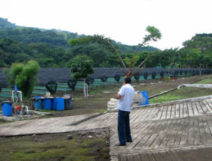 Tobacco plants get their start in shaded plots in tihis scene from Los Tuxtlas, Veracruz, Mexico. © William B. Kaliher, 2010