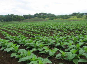 Lush fields of tobacco flourish in the Los Tuxtlas area of Veracruz in Mexico. © William B. Kaliher, 2010