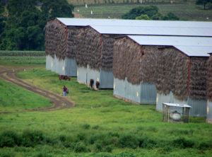 Some of the forty drying sheds where tobacco is prepared to become Mexico's famed Te-Amo cigars. © William B. Kaliher, 2010