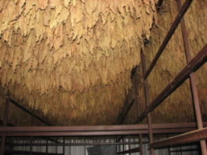 Tobacco leaves hang from the rafters of a drying shed in Sihuapan, Veracruuz. © William B. Kaliher, 2010