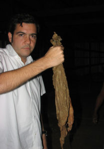 The best tobacco leaves are chosen to become Mexico's renowned Te-Amo cigars. © William B. Kaliher, 2010