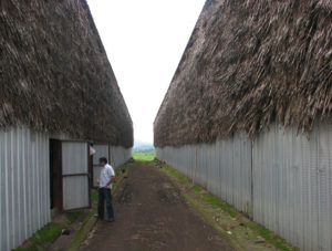 Corrugated tin drying sheds in Mexico hold tobacco destined to become Te-Amo cigars. © William B. Kaliher, 2010