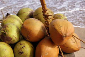 Coconuts on a Mexican beach © Christina Stobbs, 2011