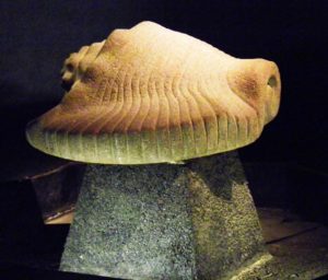 A conch shell used in Aztec ceremonies, discovered in Mexico City's Templo Mayor © Anthony Wright, 2013