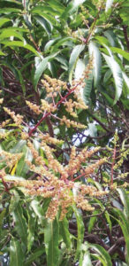 At the mango tree's branch tips, curved upward-pointing panicles of tiny pink flowers appear, each one with four or five petals. These are followed by the heavy, slow-ripening 6-inch fruits. They grow in many parts of Mexico. © Linda Abbott Trapp 2008