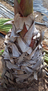 A popular landscape plant in Mexico, bottle palm takes its name from the shape of the trunk. © Linda Abbott Trapp 2008