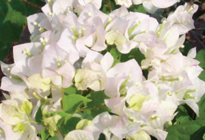 A staple in Mexican gardens, the lighter varieties, such as this white bougainvillea, profit from some shade. © Linda Abbott Trapp 2008