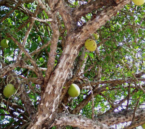 The calabash or tree gourd grows in Mexico's open grasslands. The flowers are followed by many-seeded, hard-shelled gourds that grow as large as 14 inches diameter. Both flowers and gourds grow from nodes on the trunk and branches. © Linda Abbott Trapp 2008