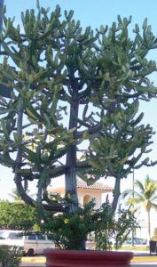 The ornamental candleabra growth form makes this a striking specimen. Many kind of cacti thrive in Mexico. © Linda Abbott Trapp 2008