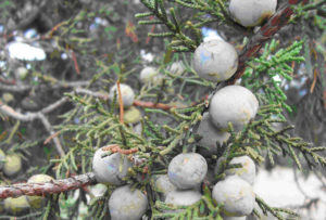 Juniper "berries" are actually tiny, round cones, like those of pine trees. Their color can range from green to an intense purple or brown.