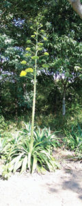 The century plant is a native of Mexico. © Linda Abbott Trapp 2008