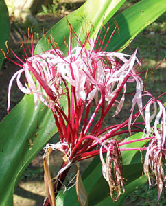 Crinum augustum is an African tropical ornamental plant that thrives in Mexico. © Linda Abbott Trapp 2008