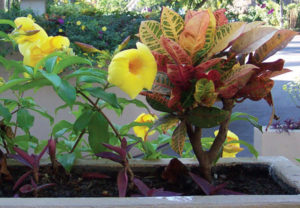Yellow allamanda in a planter box beside colorful crotons in a tropical Mexico home. © Linda Abbott Trapp 2007