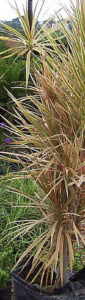 In Mexico, dracaena is used as a a border plant, as well as an outdoor potted plant. The showy specimen thrives in the tropical climate of this Mexico beach area on the Pacific coast. © Linda Abbott Trapp, 2009